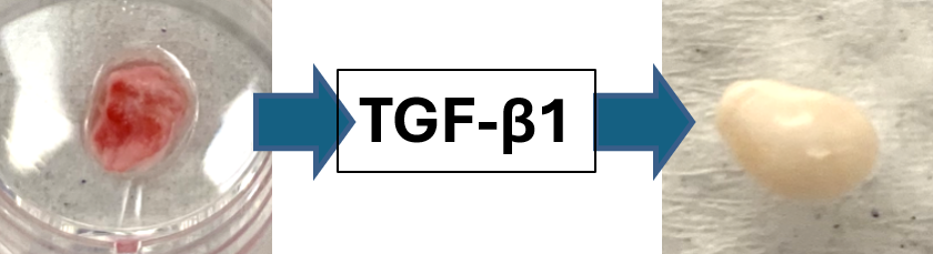 Skeletal Stem Cell Biology & Regenerative Repair